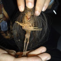 Jenglot yang Buat Heboh Warga Bacip Ditawar Rp 1 Juta