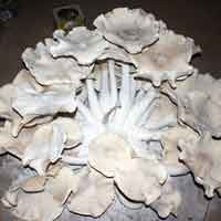 Jamur Raksasa Beraroma Wangi Hebohkan Warga Situbondo