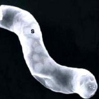 Wow, Ilmuwan NASA Temukan Alien