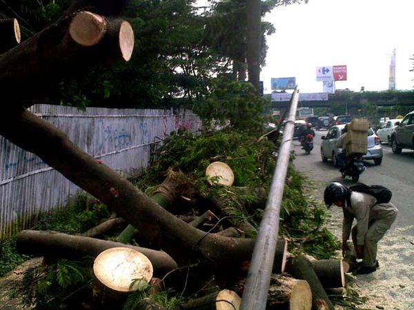 Pohon Tumbang di Pondok Indah