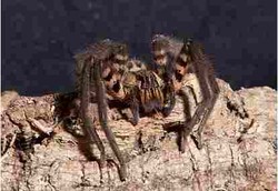 Racun Laba-laba Bisa Bikin Ereksi 4 Jam Lebih Lama