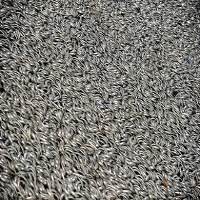 Ikan-ikan Didaur Ulang Menjadi Pupuk