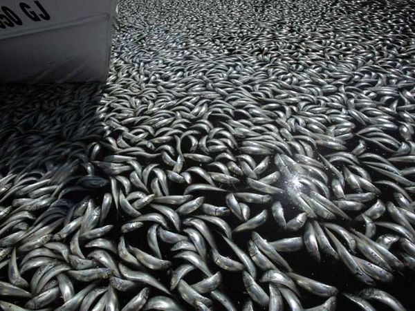 Jutaan Ikan Mati Misterius