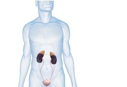 Kantung Kemih Hasil Rekayasa Sel Sukses Ditanamkan ke 5 Bocah