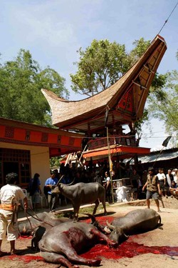 Toraja: The Mystical Land of the Dead