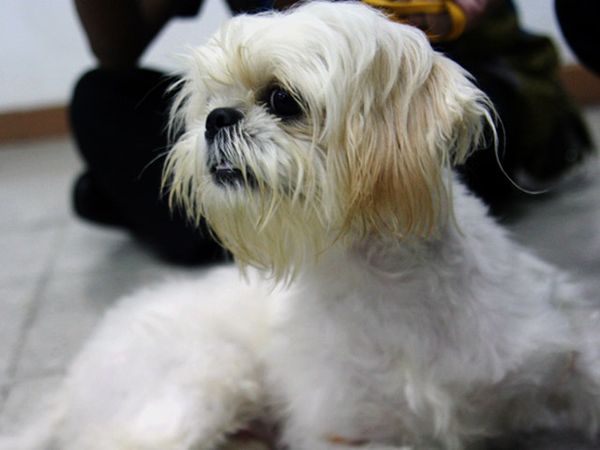 Salfa, Anjing Kesayangan Arumi Bachsin