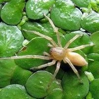 Ihh, Laba-Laba Juga Doyan Honda Accord