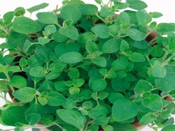 Oregano, Wangi dan Sarat Nutrisi