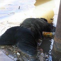 Mayat Pria Berkaos Loreng Ditemukan di Gading Serpong