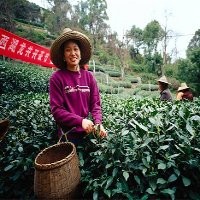 Wah... Petani Go Online Jual Hasil Panen 