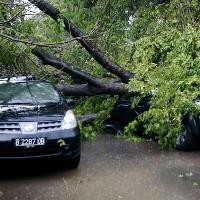 Puluhan Pohon Tumbang Usai Angin Kencang Landa Jakarta