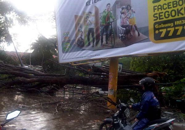 Hujan Angin, Pohon-pohon Bertumbangan