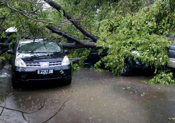 Pohon Tumbang Timpa 14 Mobil