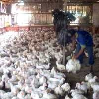 Harga Telur dan Daging Ayam Naik, Peternak Sumringah