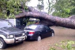 Waduh, Dua Ribuan Pohon di Jakarta Terancam Tumbang!