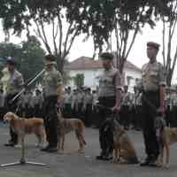 Polrestabes Surabaya Diperkuat Unit K-9
