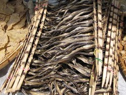 Garing Gurih Baluik Masiak