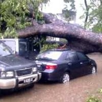 Wah, Mobil Tertimpa Pohon Tumbang Bisa Diganti Rugi Rp 10 Juta  