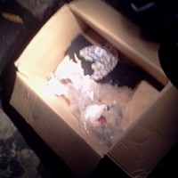 Paket untuk Hendardi Sempat Mampir ke Depan Rumah Dirut Pertamina