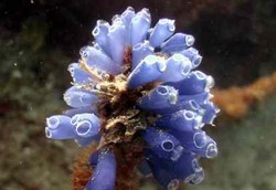 Spesies Laut Bisa Obati Kerusakan Otot Penyandang Cacat