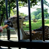 Wah! JK Dapat Hibah 20 Ekor Rusa Tutul dari Istana Bogor