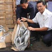 Fadel Bongkar 5.300 Ton Ikan Kembung Ilegal