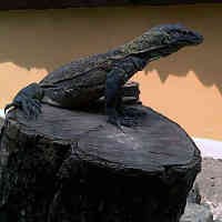 Tiga Anakan Komodo KBS Hilang