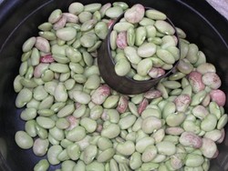 Empuk-Empuk Gurih Kacang Roti