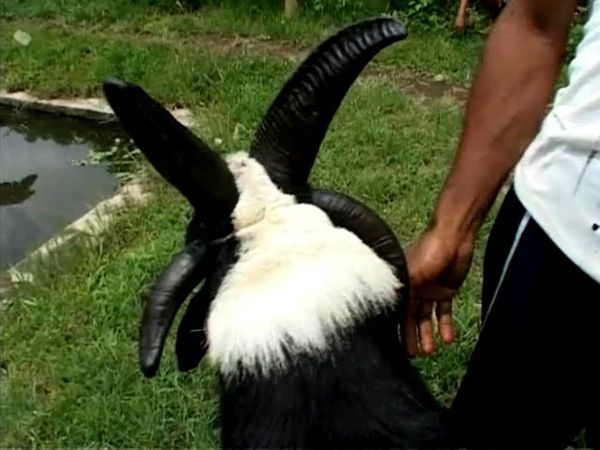 Blackbarry, Domba Tanduk Empat