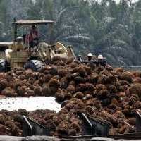 Bea Keluar CPO April Turun Jadi 22,5%