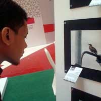 Burung Migrant Jadi Indikator Kualitas Lingkungan Hidup