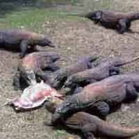 Polisi Periksa Kandang Anakan Komodo yang Raib dari KBS