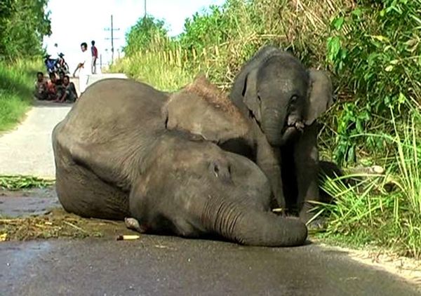 Seekor Gajah Pingsan Usai Melahirkan