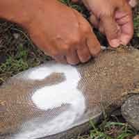 Selain Komodo, Satwa Langka Milik KBS Juga Dipasangi Microchip