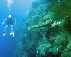 Menikmati Keindahan Bawah Laut Pulau Menjangan