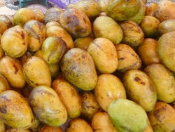 Palinglah Enak si Mangga Udang!