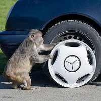 Gerombolan Monyet Hancurkan Mobil Mercy