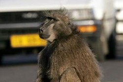 Waspada! Monyet Pencuri Berkeliaran di kota Cape Town
