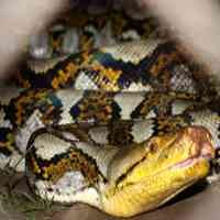 Penyelundupan 40 Ular Sanca di Bandara Soetta Berhasil Digagalkan 