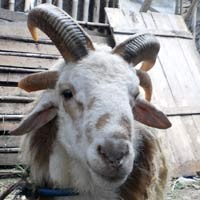 Domba Bertanduk Empat Hebohkan Warga Tangerang