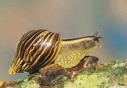 Lendir Bekicot Digunakan untuk Penghilang Keriput