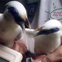 Burung Jalak Bali Milik KBS Juga Dipasangi Microchip