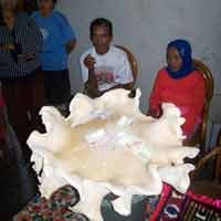 Petani Gula Temukan Jamur Raksasa