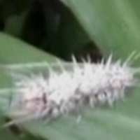 Hampir Dua Pekan Lima Kecamatan di Probolinggo Diserang Ulat Bulu 