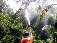 Membasmi Ulat Bulu