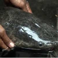 Lele Raksasa Bermahkota Ditemukan di Probolinggo