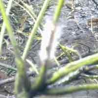 Warga Gelar Selamatan Ketan Agar Serangan Ulat Bulu Berakhir