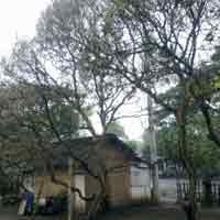 Pohon Mangga yang Diserang Ulat Diyakini Akan Berbuah Lebih Lebat 