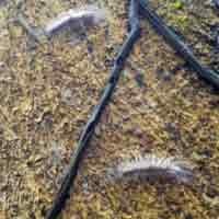 Bupati Probolinggo: Serangan Ulat Bulu Justru akan Suburkan Tanaman