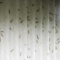 Ulat Bulu di Jerukan Watu Belum Tersentuh Operasi Pembasmian